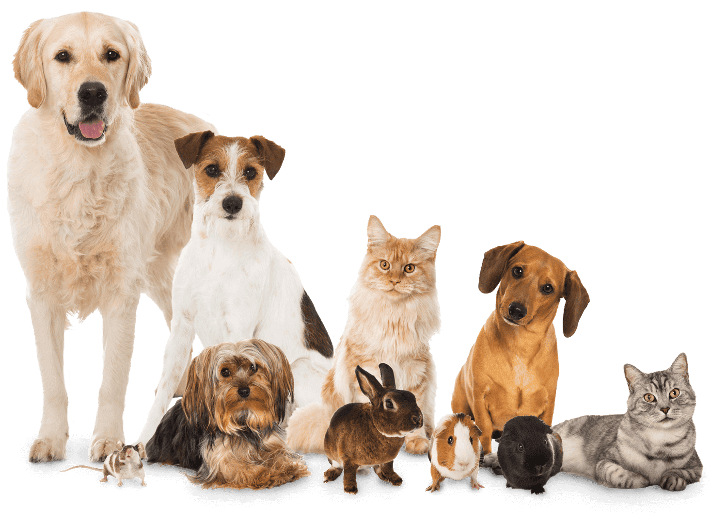 Eine Gruppe von verschiedenen Haustieren, darunter Hunde, eine Katze, ein Kaninchen und Meerschweinchen.